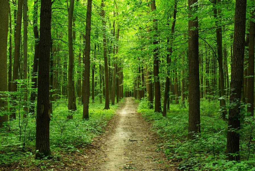 Shinrin-Yoku – warum „Waldbaden“ für Kinder so wertvoll ist